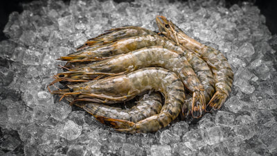 Black Tiger Garnelen