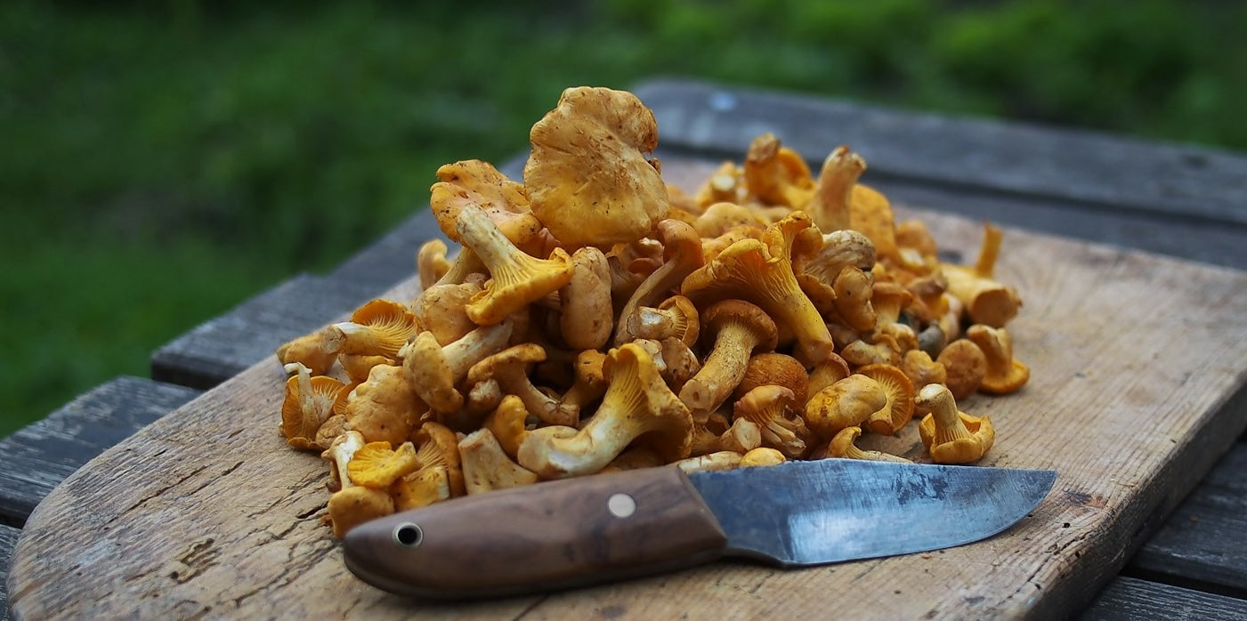 Pfifferlinge richtig putzen